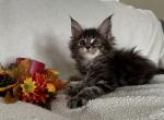 Sweety - Maine Coon Kitten For Sale - North Port, FL, US