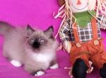 Munchkin ragdoll Poppy - Ragdoll Cat For Sale - Phoenix, AZ, US