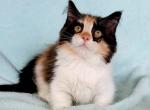 Munchkin ragdoll Buttercup - Munchkin Cat For Sale - Glendale, AZ, US