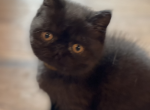 Raven Female Exotic Shorthair - Exotic Kitten For Sale - Underhill, VT, US