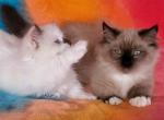 Munchkin ragdolls - Munchkin Cat For Sale - Phoenix, AZ, US