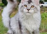 UTAH - Maine Coon Cat For Sale - Pensacola, FL, US