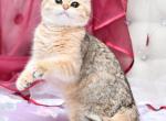 Arsen1 - British Shorthair Cat For Sale - Los Angeles, CA, US