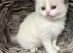 Sweet Pea - Ragdoll Kitten For Sale - Ocala, FL, US