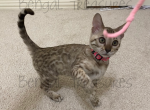 Jasmine - Bengal Cat For Sale - Carrollton, TX, US