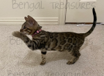 Petunia - Bengal Cat For Sale - Carrollton, TX, US