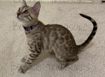 Lily - Bengal Cat For Sale - Carrollton, TX, US