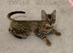 Dahlia - Bengal Cat For Sale - Carrollton, TX, US