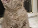 Tato - Scottish Straight Cat For Sale - New York, NY, US