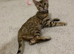 Iris - Bengal Cat For Sale - Carrollton, TX, US