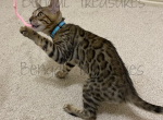 Aster - Bengal Cat For Sale - Carrollton, TX, US