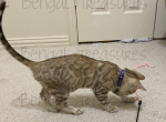 Valerian - Bengal Cat For Sale - Carrollton, TX, US