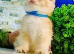 Lucky - British Shorthair Kitten For Sale - Feasterville Trevose, PA, US