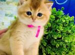 Barney - British Shorthair Kitten For Sale - Feasterville Trevose, PA, US