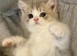 Loki - British Shorthair Kitten For Sale - Charlotte, NC, US