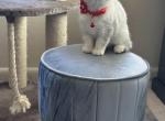 Luna - British Shorthair Cat For Sale - Fairfax, VA, US