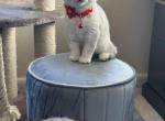 Luna - British Shorthair Cat For Sale - Gaithersburg, MD, US