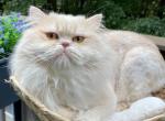 Droter - British Shorthair Cat For Sale - Charlotte, NC, US