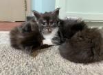 H4 litter - Maine Coon Kitten For Sale - Buford, GA, US