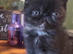 Autumn Female Exotic Shorthair - Exotic Kitten For Adoption - Underhill, VT, US