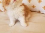 Fluffy - Himalayan Cat For Sale - Dallas, TX, US