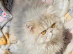 Blue - Persian Cat For Sale - West Palm Beach, FL, US