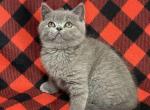 Caytlin - British Shorthair Cat For Sale - Hollywood, FL, US