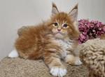 Richmond - Maine Coon Cat For Sale - Hollywood, FL, US