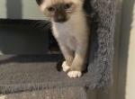 August 26th litter Siamese - Siamese Cat For Sale - Attleboro, MA, US