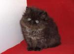 Baloo - Persian Cat For Sale - Hollywood, FL, US