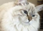 Glaze - Siberian Cat For Sale - North Port, FL, US