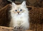 Alex - Siberian Kitten For Sale - North Port, FL, US