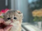 Sugar - British Shorthair Kitten For Sale - New York, NY, US