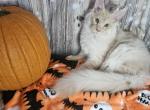 Aragorn - Maine Coon Cat For Sale - Kingman, AZ, US