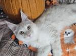 Frodo - Maine Coon Cat For Sale - Kingman, AZ, US