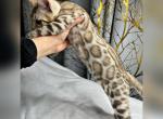 bianca - Bengal Cat For Sale - Livermore, CA, US