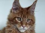 Ruby - Maine Coon Cat For Sale - New York, NY, US