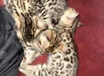 Bengal kittens - Bengal Cat For Sale - Ceres, CA, US