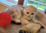 Bruno2 - Scottish Fold Cat For Sale - Philadelphia, PA, US