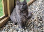 Raven - Maine Coon Cat For Sale - Westfield, MA, US