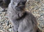 Wolfy - Maine Coon Cat For Sale - Westfield, MA, US