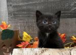 Pepper - Minuet Kitten For Sale - West Branch, MI, US