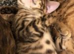 Bengal Kittens - Bengal Cat For Sale - Haverstraw, NY, US