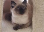 Yoyo and Jojo - Ragdoll Kitten For Sale - Clearwater, FL, US