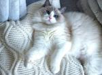 Lila show quality ragdoll kitten - Ragdoll Cat For Sale - Fairfax, VA, US