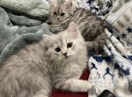 Silver shaded males - Scottish Fold Cat For Sale - Tukwila, WA, US