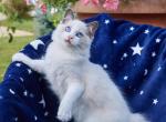 Cleopatra - Ragdoll Cat For Sale - Indianapolis, IN, US