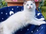 Cleopatra - Ragdoll Cat For Sale - State College, PA, US