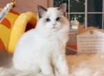 999 blue bicolor Girl - Ragdoll Cat For Sale - Fontana, CA, US