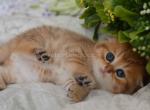 Black golden spotted tabby scottish fold baby boy - Scottish Fold Kitten For Sale - CA, US